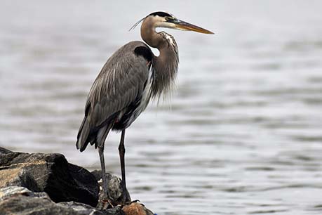 Blue Heron